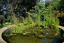 Water mint (Mentha aquatica) flowering in a garden pond, Wiltshire, UK, September.