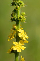 Common agrimony (Agrimonia eupatoria) flowers and flowerbuds in a chalk grassland meadow, Wiltshire, UK, June.