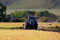 Red kites (Milvus milvus) following the plough with Corvids (Corvus sp.) Pewsey Vale, Wiltshire, UK, May.