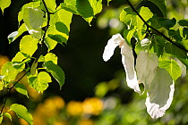 Handerkerchief tree (Davidia involucrata var. vilmoriniana) white flower bracts, Wiltshire, UK, May.