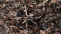 Wood ants (Formica rufa) at nest entrance, Dorset, England, UK, July.