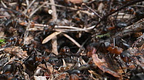 Close-up of Wood ant (Formica rufa) workers at their nest entrance, some bringing out small sticks, Dorset, England, UK, July.