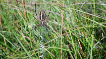 Female Wasp spider (Argiope bruennichi) on her web next to zigzag stabilimenta threads, Wiltshire, England, UK, July.