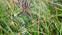 Tilt shot of a female Wasp spider (Argiope bruennichi) on her web, showing zigzag stabilimenta threads, Wiltshire, England, UK, July.