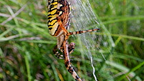 Close-up of a female Wasp spider (Argiope bruennichi) eating fly prey on her web, Wiltshire, England, UK, July.