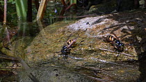 Two Common wasps (Vespula vulgaris) drinking from a garden pond, then taking off, Wiltshire, England, UK, July.
