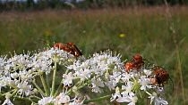Common red soldier beetles (Rhagonycha fulva) mating while nectar feeding on Common hogweed flowers (Heracleum sphondylium), Wiltshire, England, UK, July.