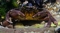Close-up of a Shore crab (Carcinus maenas) in a rock pool, moving mouth parts, Gower Peninsula, Glamorgan, Wales, UK, August.