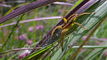 Juvenile Raft spider (Dolomedes fimbriatus) in vegetation, Studland Heath, Dorset, England, UK, July.