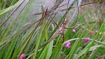Female Nursery web spider (Pisaura mirabilis) guarding her nest and recently hatched young, Dorset, England, UK, July.