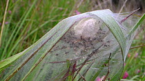 Nursery web spiderlings (Pisaura mirabilis) in nest, recently hatched from egg sac, Dorset, England, UK, July.