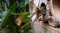 Slow motion shot of a female Willoughby's leafcutter bee (Megachile willughbiella) flying to its nest in an insect hotel, with pollen stuck to the long hairs under its abdomen, Wiltshire, England, UK,...