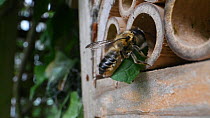 Slow motion shot of a female Willoughby's leafcutter bee (Megachile willughbiella) flying to its nest in an insect hotel with a circular section of leaf, Wiltshire, England, UK, July.