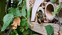 Female Willoughby's leafcutter bee (Megachile willughbiella) flying to its nest in an insect hotel and adjusting the seal, Wiltshire, England, UK, July.