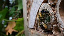 Female Willoughby's leafcutter bee (Megachile willughbiella) sealing the entrance to its nest in an insect hotel, Wiltshire, England, UK, July.