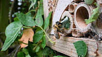 Female Willoughby's leafcutter bee (Megachile willughbiella) flying to its nest in an insect hotel, carrying a piece of leaf, Wiltshire, England, UK, July.