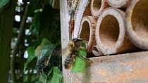 Female Willoughby's leafcutter bee (Megachile willughbiella) flying to its nest in an insect hotel, carrying a piece of leaf, Wiltshire, England, UK, July.