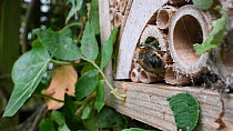 Female Willoughby's leafcutter bee (Megachile willughbiella) sealing its nest in an insect hotel with a leaf, Wiltshire, England, UK, July.