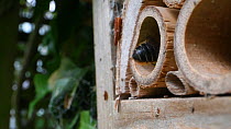 Female Willoughby's leafcutter bee (Megachile willughbiella) exiting her nest in an insect hotel, Wiltshire, England, UK, July.