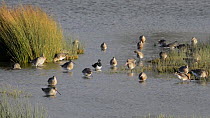Mixed flock of Black-tailed godwits (Limosa limosa), Northern lapwings (Vanellus vanellus) and a Shoveler (Anas clypeata) landing, foraging and bathing in a shallow freshwater lake, Gloucestershire, E...