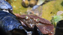 Juvenile Edible crab (Cancer pagurus) among Common mussels (Mytilus edulis) in a rock pool with a Rock goby (Gobius paganellus) in the background, Gower Peninsula, Glamorgan, Wales, UK, August.