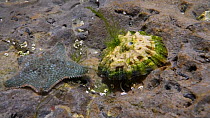 Timelapse of a Cushion star (Asterina gibbosa) moving in a rock pool, with a Common limpet (Patella vulgata) reacting nearby, Gower Peninsula, Glamorgan, Wales, UK, August.