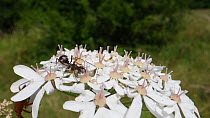 Black garden ant (Lasius niger) feeding on Common hogweed flowers (Heracleum sphondylium), Wiltshire, England, UK, July.