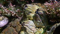 Acorn barnacles (Balanus perforatus) filter feeding underwater in a rock pool, Rhossili, Gower Peninsula, Glamorgan, Wales, UK, August.
