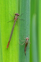 Large red damselfly (Pyrrhosoma nymphula) recently emerged from nymphal case (right), Brasschaat, Belgium. April