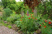 Self-seeded flower bed, including Bear&#39;s breeches (Acanthus mollis), Poppies, sea holly, lavender and various Salvias which all attract bees. At photographer Paul Harcourt Davies home Podere Monte...