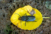 Galapagos staghorn beetle (Stenodontes molarius), female on leaf. Puerto Ayora, Santa Cruz Island, Galapagos, Ecuador