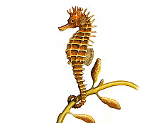 Illustration of Maned seahorse / Long-snourted seahorse (Hippocampus guttulatus)