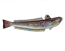 Illustration of Greater weever (Trachinus draco)