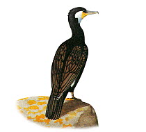 Illustration of Cormorant (Phalacrocorax carbo)