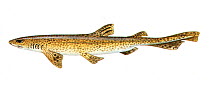 Illustration of Dogfish (Scyliorhinus caniculus)