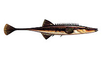 Illustration of Fifteen-spined stickleback (Spinachia spinachia)
