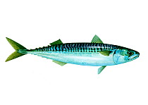 Illustration of Mackerel (Scomber scombrus)