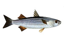 Illustration of Thick-lipped mullet (Chelon labrosus)