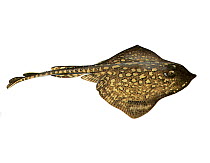 Illustration of Thornback ray (Raja clavata)