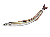 Illustration of Greater sandeel (Hyperoplus lanceolatus)