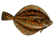 Illustration of Plaice / Flatfish (Pleuronectes platessa)