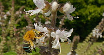 Blue banded bee (Amegilla chlorocyanea) collecting nectar from basil flower, Australia.