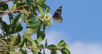 Slow motion clip of female Birdwing butterfly (Ornithoptera priamus) nectaring on flowers before flying away, Australia.