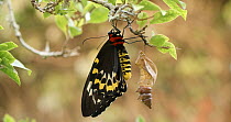 Female Birdwing butterfly (Ornithoptera priamus) resting after emerging from chrysalis, Australia.