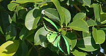 Slow motion clip of male Birdwing butterfly (Ornithoptera priamus) resting on a leaf before a bee interupts it, and they both fly away, Australia.