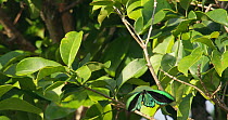 Slow motion clip of male Birdwing butterfly (Ornithoptera priamus) hovering over leaves, Australia.