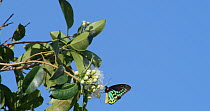 Slow motion clip of male Birdwing butterfly (Ornithoptera priamus) nectaring on flowers before flying away, Australia.