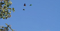 Slow motion clip of Birdwing butterflies (Ornithoptera priamus) flying behind a tree, Australia.
