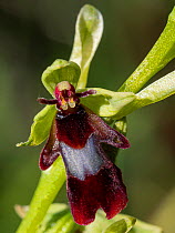 Fly orchid (Ophrys insectifera) an inconspicuous orchid of woodland margins on limestone throughout Europe. Umbria, Italy. May.