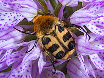 Bee beetle (Trichius fasciatus) usually found on flowers- in this case the Toothed orchid (Neotinea tridentata). Preci, Umbria, Italy, May.
